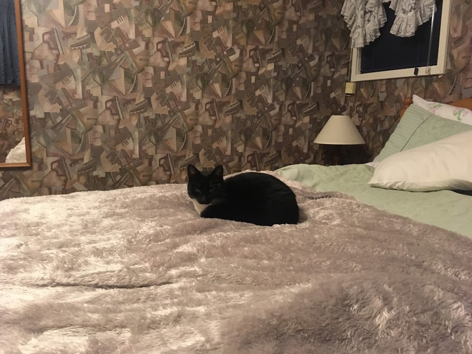 cat_on_bed